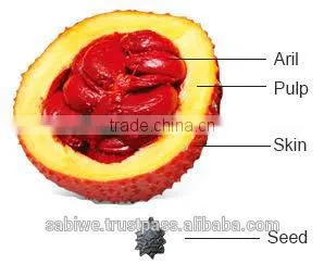 The Best Qualtity GAC FRUIT OIL (Momordica Cochinchinensis) photo-3