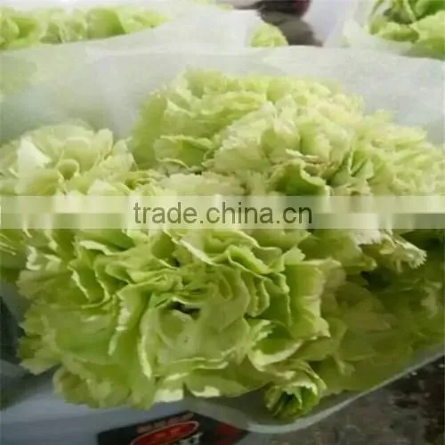 Carnation Cut Flowers photo-3