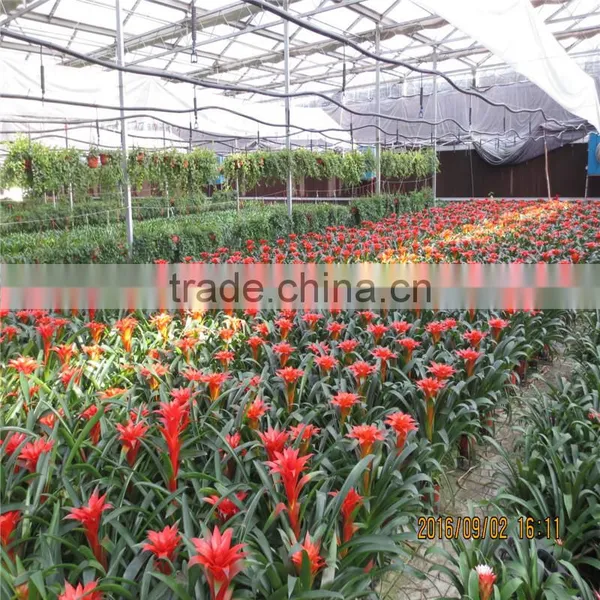 Tomato Green House photo-3
