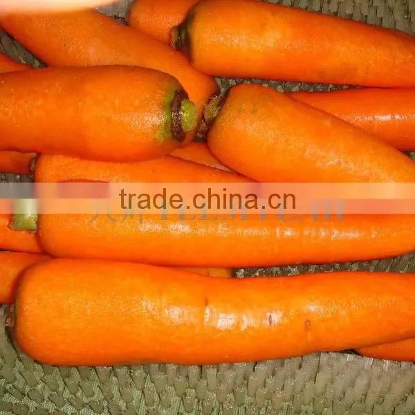 TW-1500A Potato Cleaning Peeling Machine photo-4