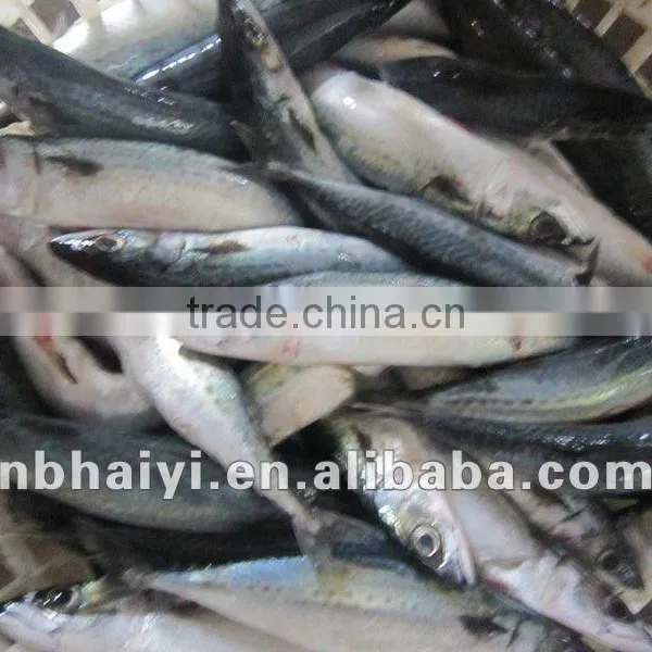 Spotted and White Mackerel(scomber Japonicus)