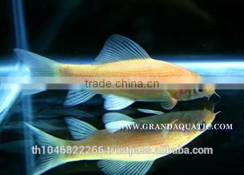 Black Shark Albino Fish Farm For Sale / Aquarium Fish Thailand photo-2