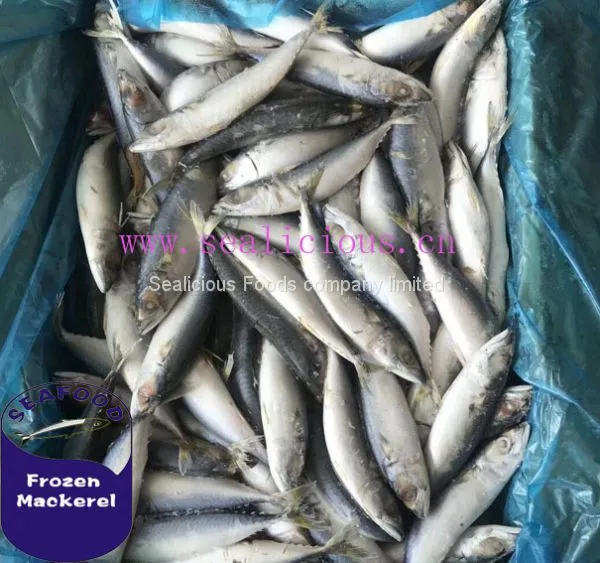 Canning Food Material Frozen Mackerel Fish Pacific Mackerel Frozen on Vessel for Canning Using