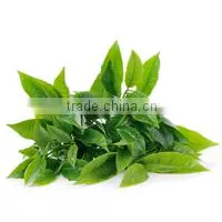 Pure Healthy Green Tea At Your Door Step photo-2
