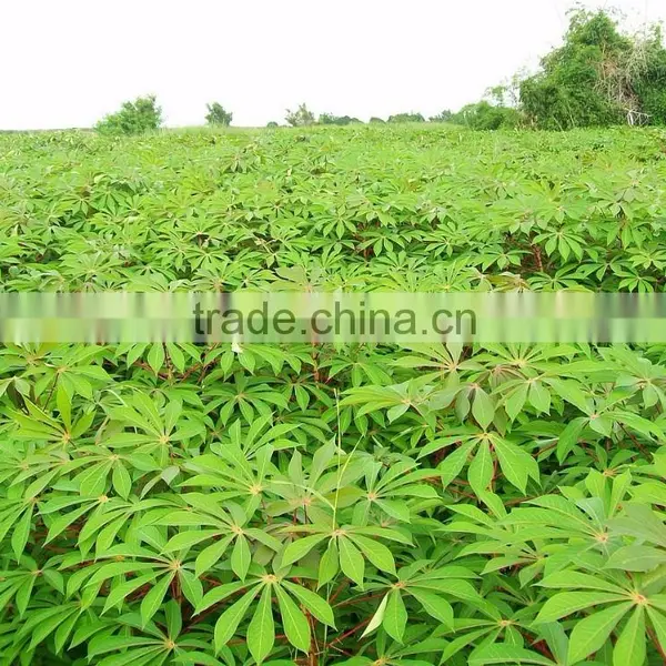 Pressed Cassava Stem in Pellets photo-2
