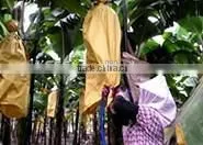 Banana Protection Bags/growing Bags for Fruit photo-5