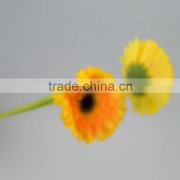 Newest Champagne Products for 2016 Gerbera photo-6