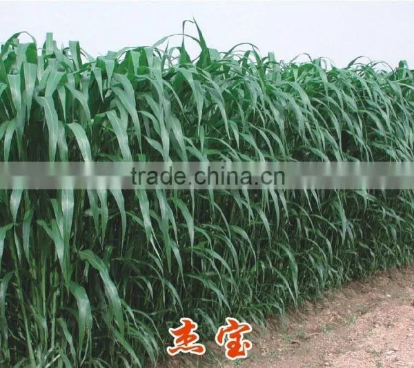2016 Newest Forage Grass Seeds Gaodan Grass Seeds Sorghum Sudan Grass Seeds For Growing photo-3