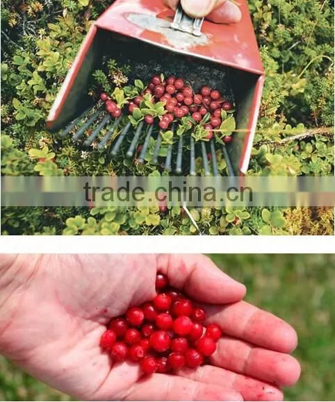 New Arrivel Beautiful Design And Convenient Berry Shovel photo-4