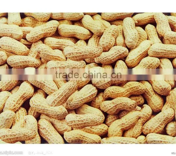 Huaxiaobao Peanut Shenghua 7