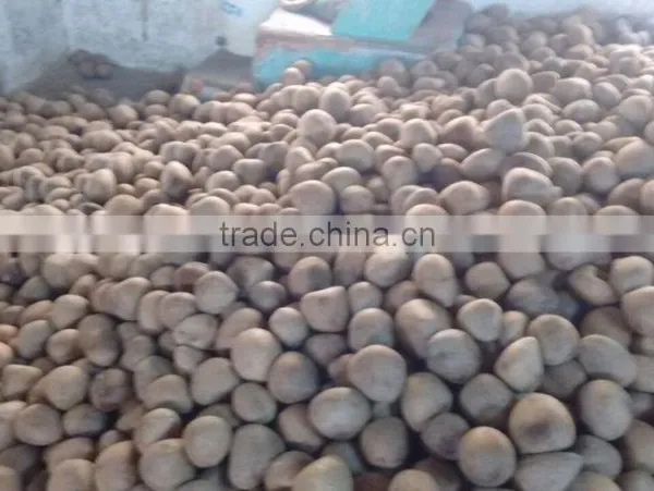 Dried Coconut Meat Ball Copra From India photo-4
