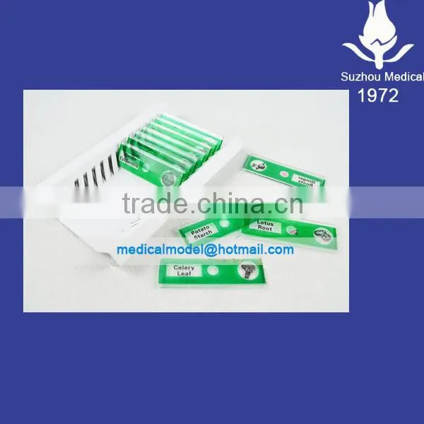 Botanical Microscope Plastic Prepared Slide Quality Choice photo-4