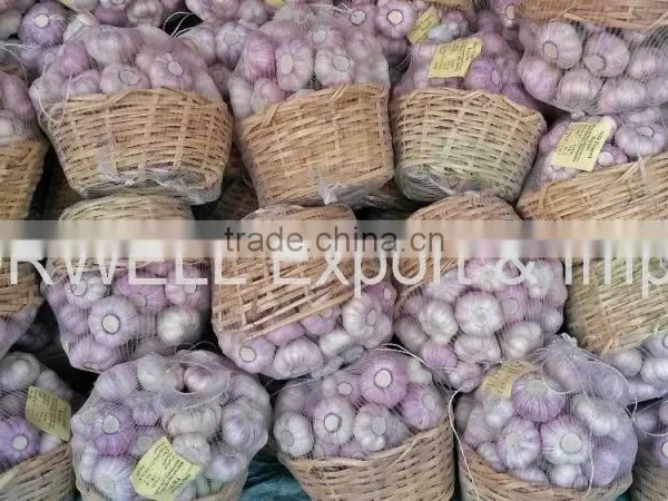 Takings Egyptian Garlic...dry Garlic With Best Quality photo-6