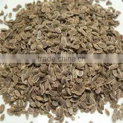 Best Quality DILL Seeds
