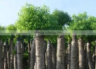 Camphor and Coconut Oil photo-3