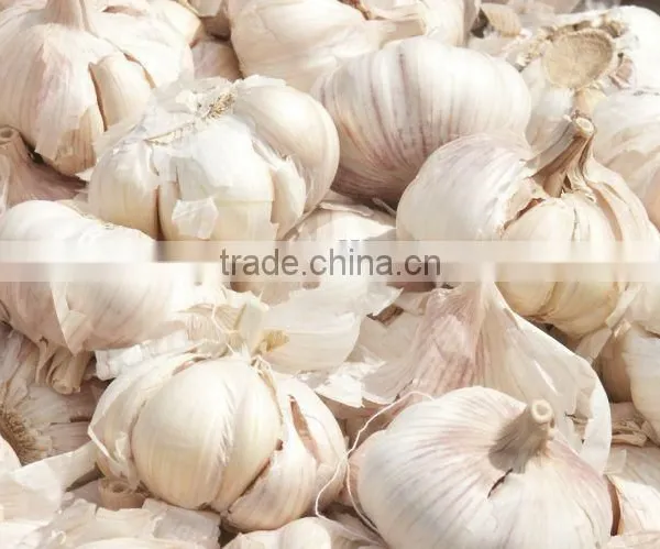 Garlic Bulb Separating Splitting Machine photo-3