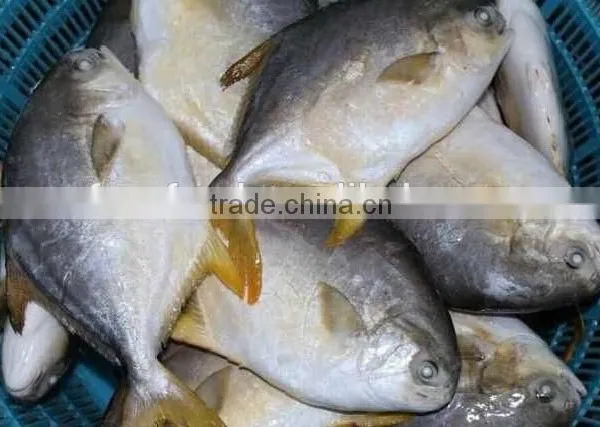 Fish Product Gold Pomfret photo-2