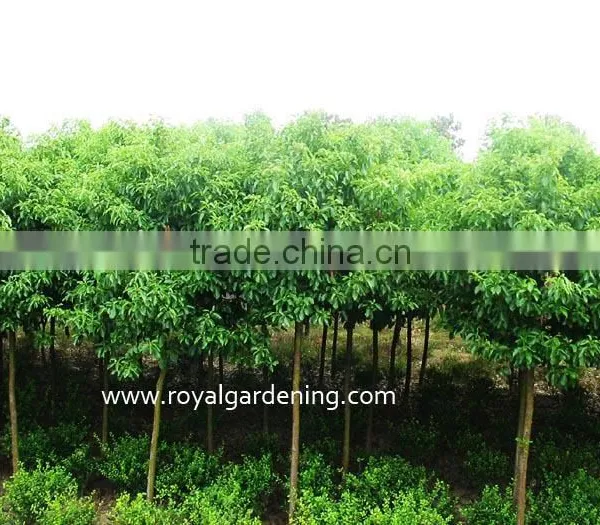 Cinnamomum camphora cold hardy plants