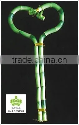 Lucky Bamboo ( Dracaena Sanderiana) Heart Arrangement photo-2