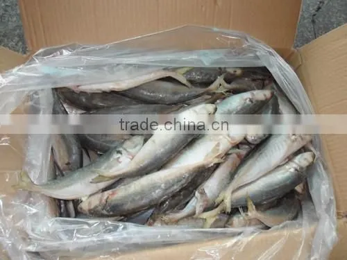 High Quality Horse Mackerel(Decapterus Maruadsi) 60-80 Pcs photo-4