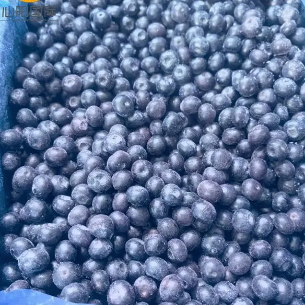Different Varieties of High Quality IQF Frozen Blueberries photo-3