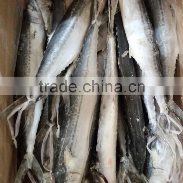 Hung Frozen Spanish Mackerel