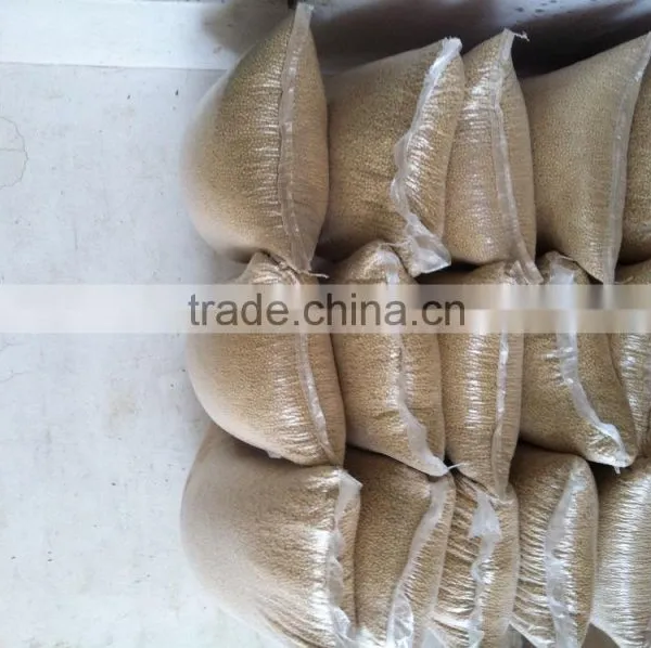 Soybean photo-5