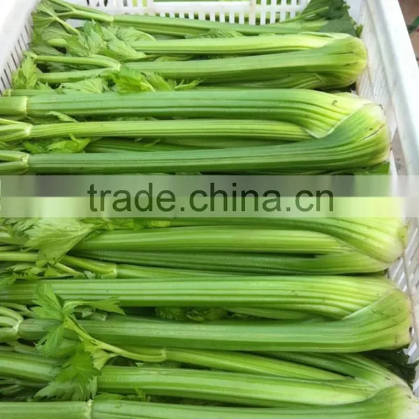 Chinese Fresh Celery photo-3