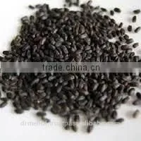 Thai Sweet Basil photo-3