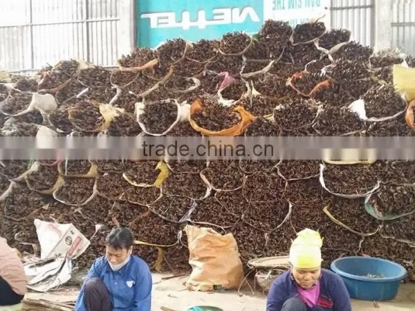 VIETNAM CASSIA / CINNAMON photo-2