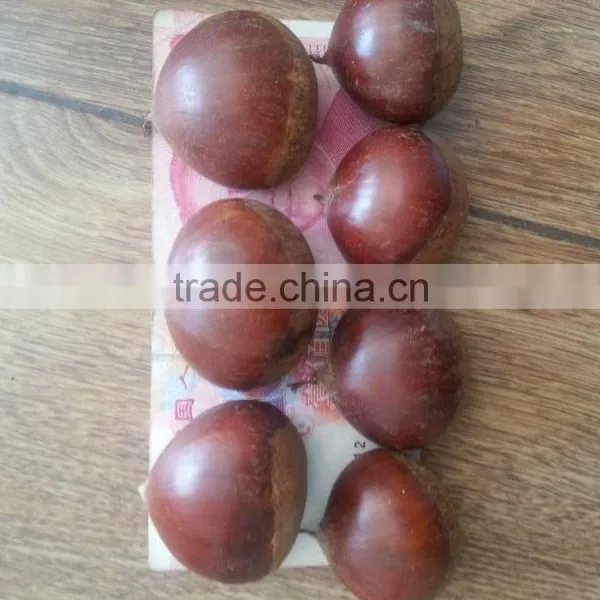 Raw Fresh Good Chestnuts Packed and Exported to Turkey;great Ability of Stock a Lot. photo-3