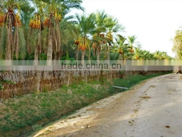 Organic Branched Dates. Deglet Noor Fresh Dates. Organic Dates. Organic Dates on The Branch 5Kg Carton photo-4