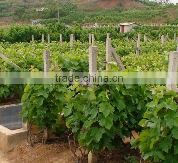 Easy Survival Putao Shu:The Grape Seedling photo-2