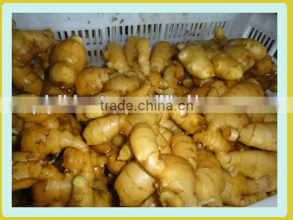 Organic Fresh Ginger photo-6
