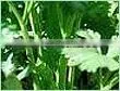 CELERY SEED OIL (Apium Graveolens) photo-2