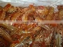 Live Spot Prawn
