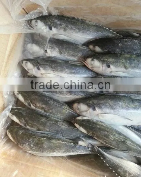 Fishing Lamp in Squid Jack Mackerel photo-2