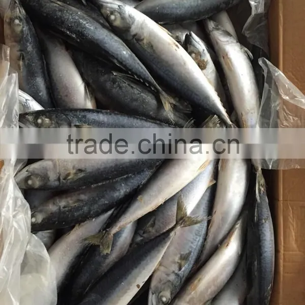 Frozen Mackerel 300-400g 2016 photo-6