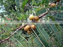 Triphala Extract photo-2