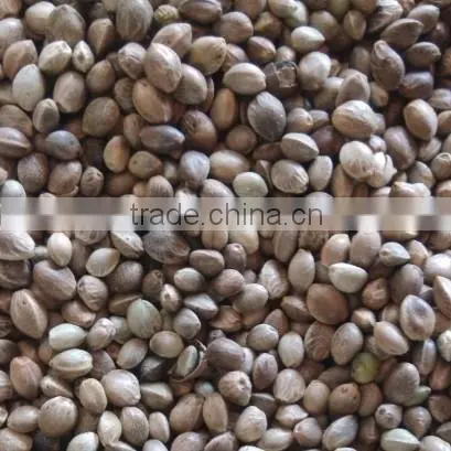 Hemp Seeds photo-2