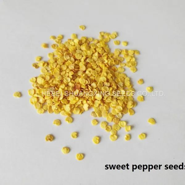Purple Hybrid Blocky Sweet Pepper Seeds photo-5
