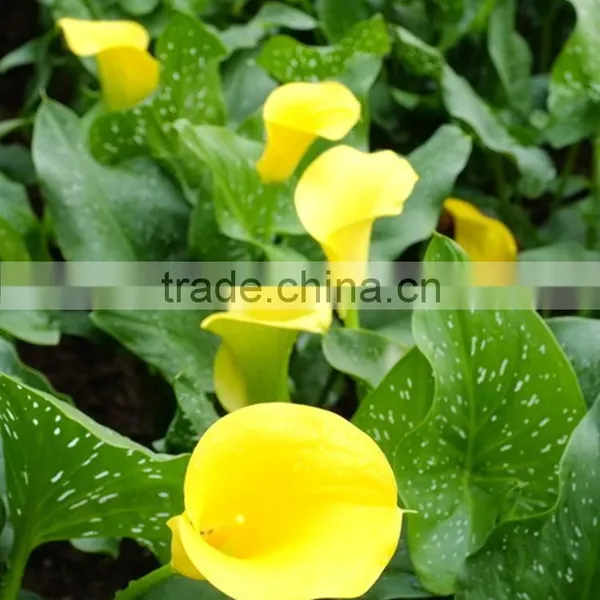 Cut Fresh Manufacture Bottom Price Calla Lily Pick photo-5