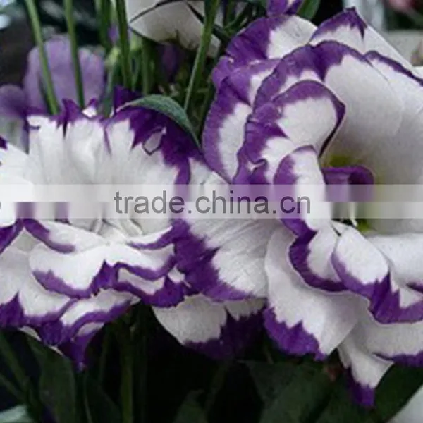 Special Antique Bug Bud Eustoma photo-2
