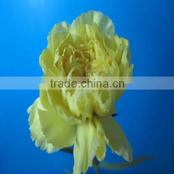 China Wholesale Wide Varieties New Coming Fresh Cut Carnation Flower photo-6