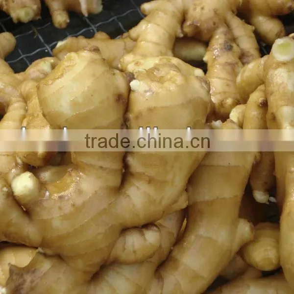 Chinese Low Price Ginger photo-2