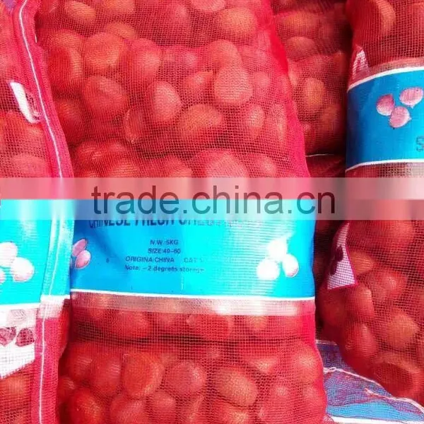 CHINESE CHESTNUTS/ COMMON CHESTNUTS photo-2