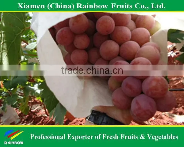 Fresh Fruits of Red Global Grape photo-3