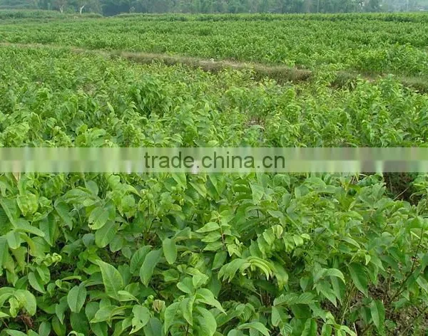 Walnut Tree Seedling photo-3