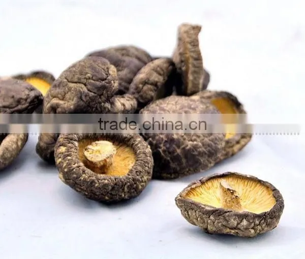 Shiitake Mushroom Cultivation Lentinus Edodes photo-4