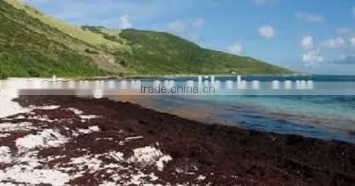 2014 Indonesian Gracilaria Dried Seaweed Price